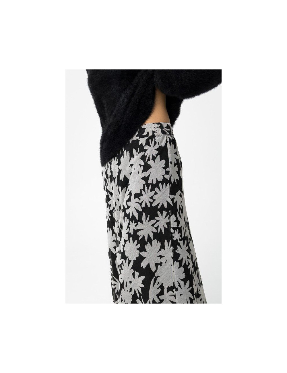 Dalmata_1